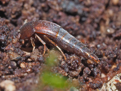 Sepedophilus testaceus