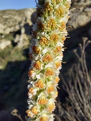 Reseda suffruticosa