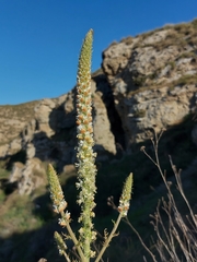 Reseda suffruticosa