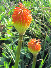 Kniphofia rooperi