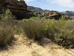 Willdenowia incurvata