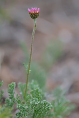 Richteria pyrethroides