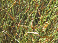 Willdenowia incurvata