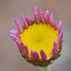 Richteria pyrethroides