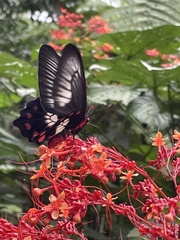 Pachliopta polydorus