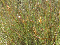 Willdenowia incurvata