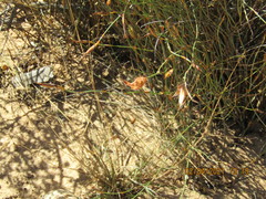 Willdenowia incurvata