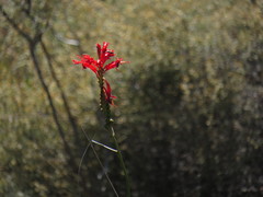 Tritoniopsis triticea