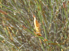 Willdenowia incurvata