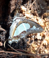 Polyura agraria