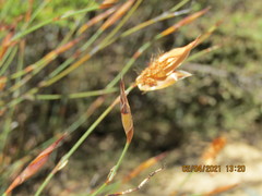 Willdenowia incurvata