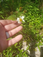 Bidens alba