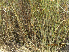 Willdenowia incurvata