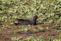 Gallinula tenebrosa