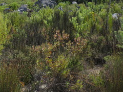 Leucadendron glaberrimum erubescens
