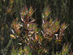 Leucadendron glaberrimum erubescens