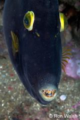 Eubalichthys bucephalus