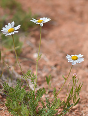Richteria pyrethroides