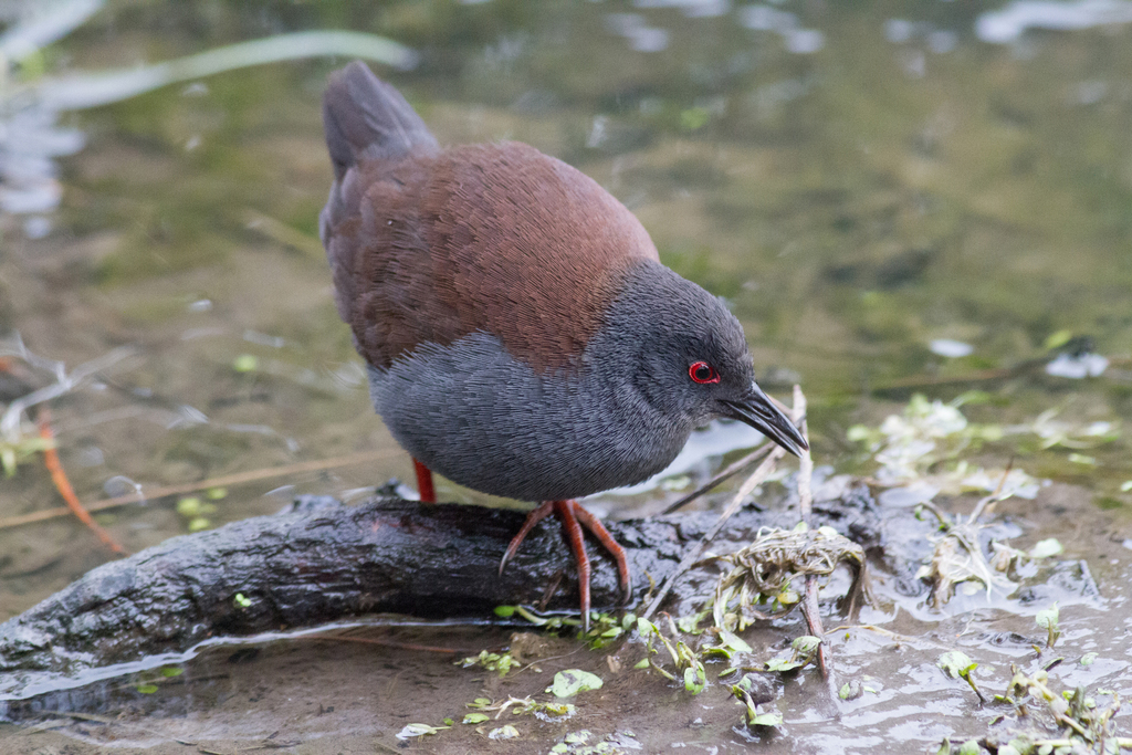Spotless Crake