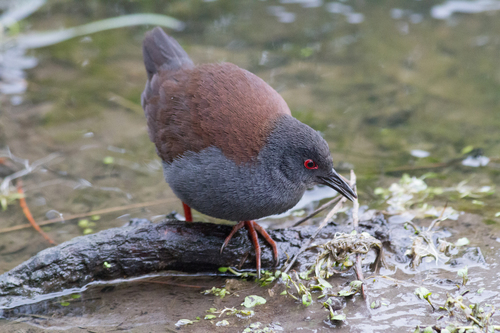 Spotless Crake