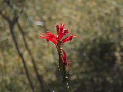 Tritoniopsis triticea