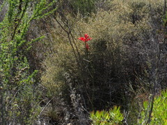 Tritoniopsis triticea