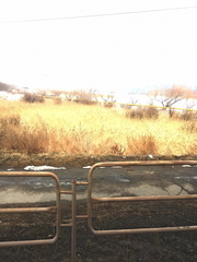 Phragmites australis