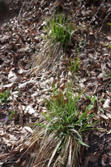 Anthoxanthum australe