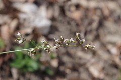 Anthoxanthum australe