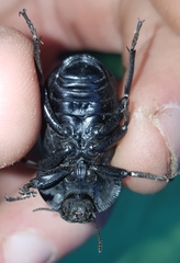 Anomalipus variolosus