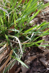 Anthoxanthum australe