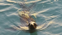 Zalophus californianus