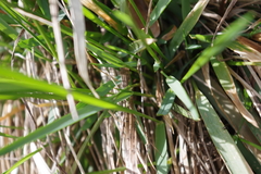 Anthoxanthum australe