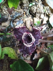Asarum macranthum
