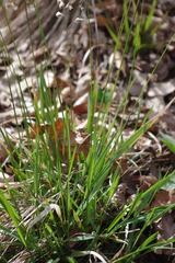 Anthoxanthum australe