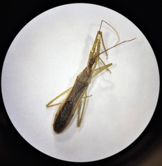 Zelus renardii