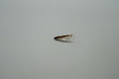 Zelus renardii