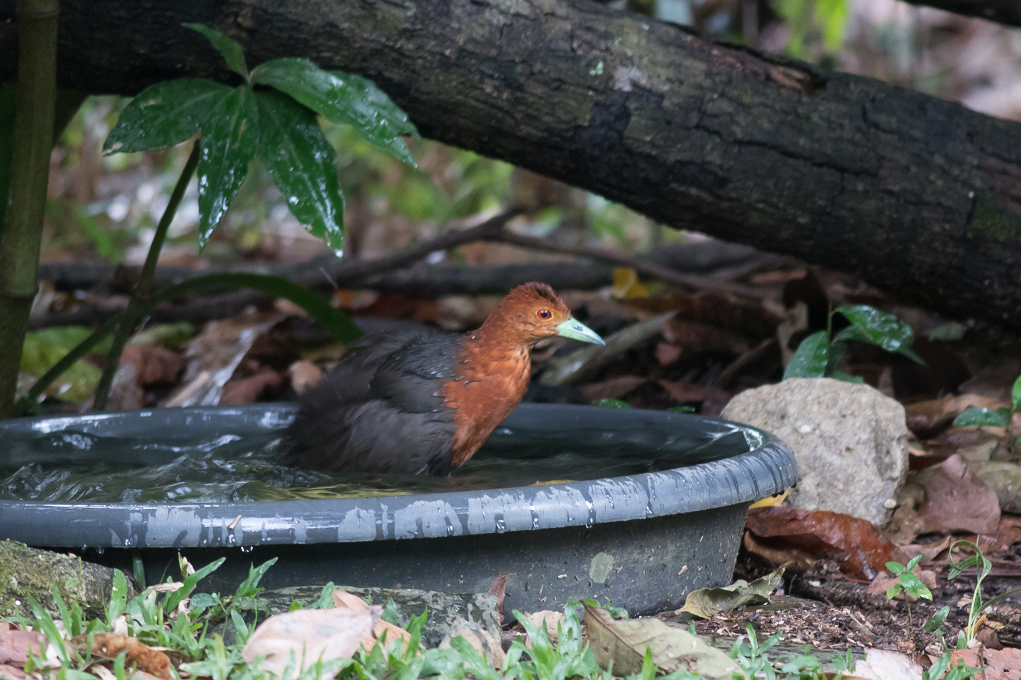 Red-necked Crake (Rallina tricolor), photo 9
