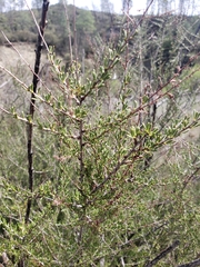 Adenostoma fasciculatum