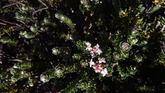 Pimelea sericea