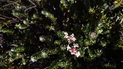 Pimelea sericea