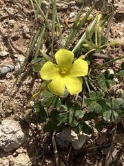 Oxalis pes-caprae