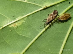 Cysteochila delineata