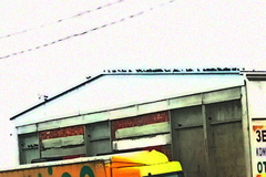 Columba livia domestica