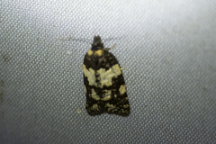 Dichelia cosmopis