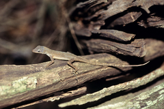 Anolis oculatus cabritensis