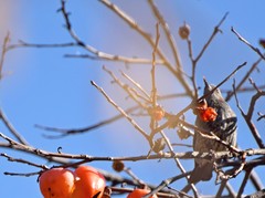 Hypsipetes amaurotis