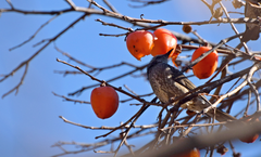 Hypsipetes amaurotis