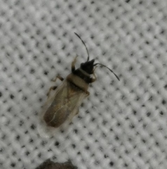 Oxycarenus pallens
