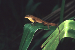 Anolis oculatus winstonorum